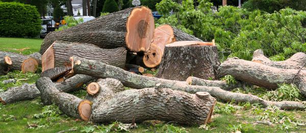 Large Tree Removal in Westerville
