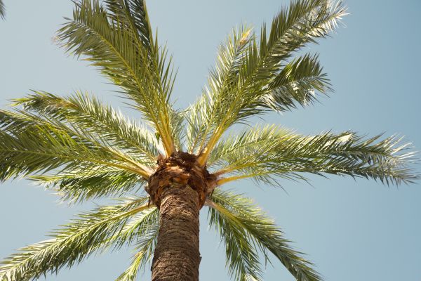 Palm Tree Removal in Westerville