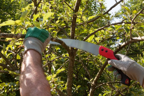 Small Tree Removal in Westerville