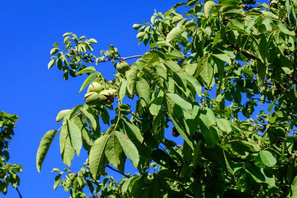 Cost of Walnut Tree Removal in Westerville