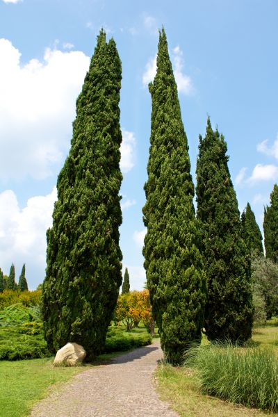 Cost of Cypress Tree Removal in Westerville