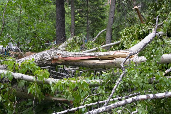 Birch Tree Removal in Westerville