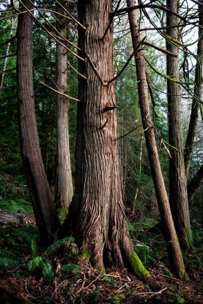 Cost of Cedar Tree Removal in Westerville