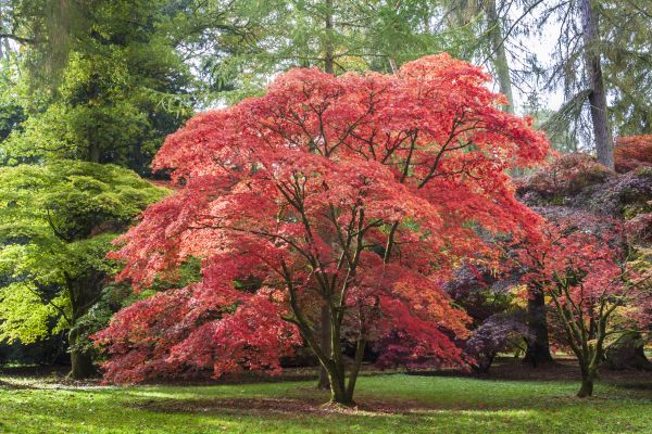Cost of Maple Tree Removal in Westerville
