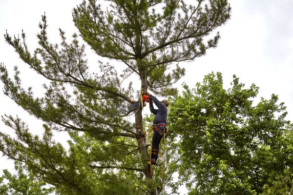 Cost of Pine Tree Removal in Westerville