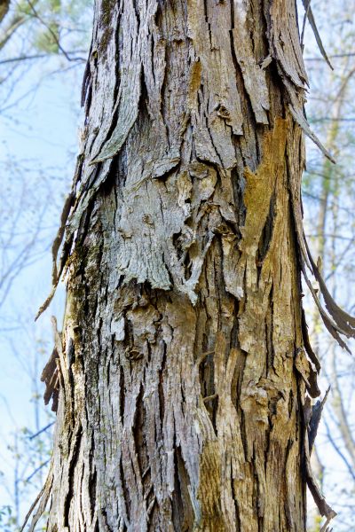 Hickory Tree Removal in Westerville