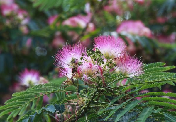 Mimosa Tree Removal in Westerville