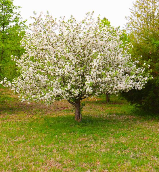 Dogwood Tree Removal in Westerville