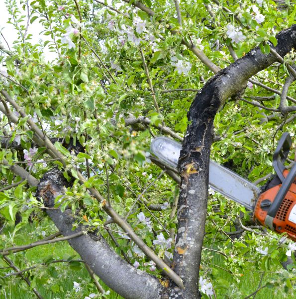 Apple Tree Removal in Westerville