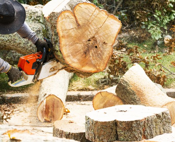 Tree Removal Service in Westerville