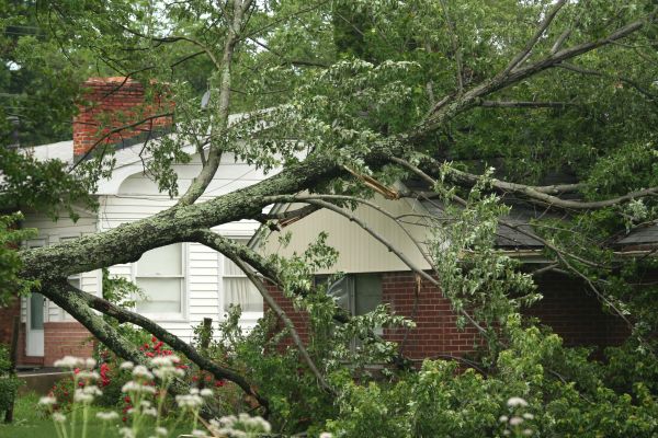 Emergency Tree Removal in Westerville