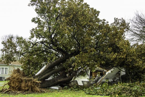 Fallen Tree Removal in Westerville