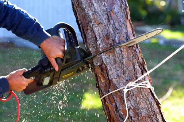 Dead Tree Removal in Westerville