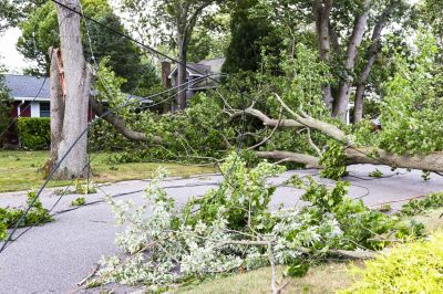 Storm Damage Tree Scene
