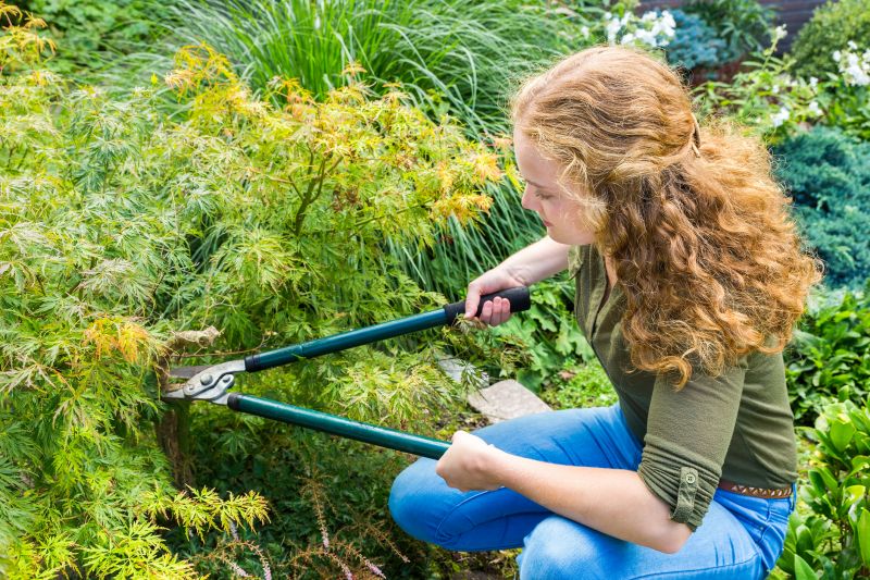 Maple Tree Removal