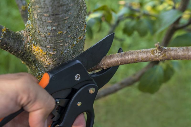 Small Tree Removal