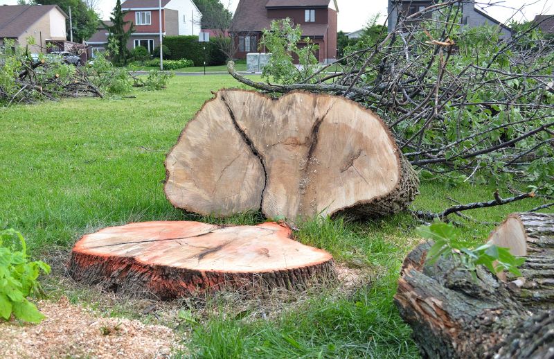 Completed Tree Removal
