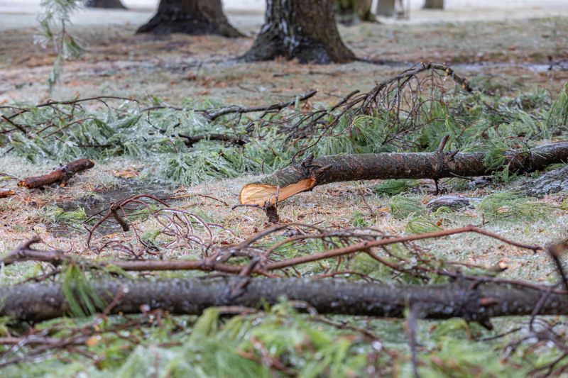 Winter Tree Removal