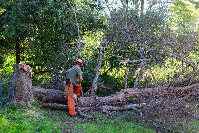 Spring Tree Removal