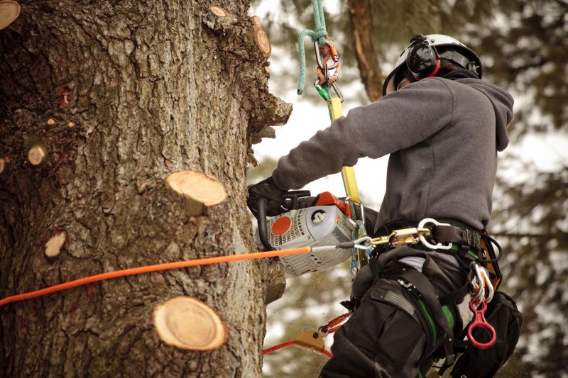 Safe Tree Cutting Techniques